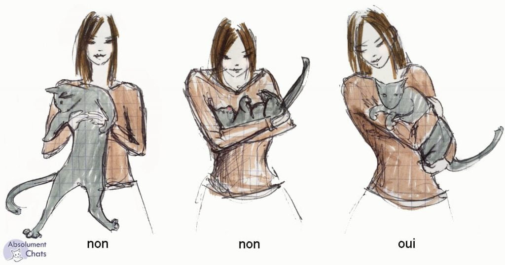 porter son chat - absolument chats