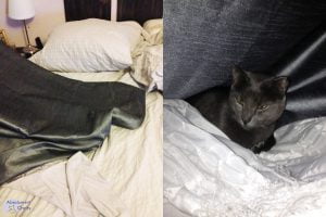 cachettes chats - absolument chats