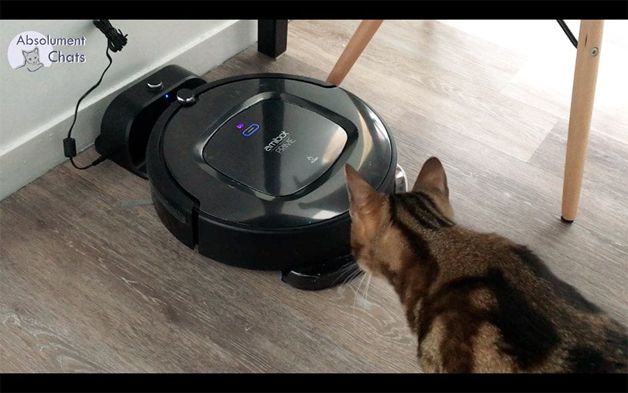 amibot prime h2o base chargement - absolument chats