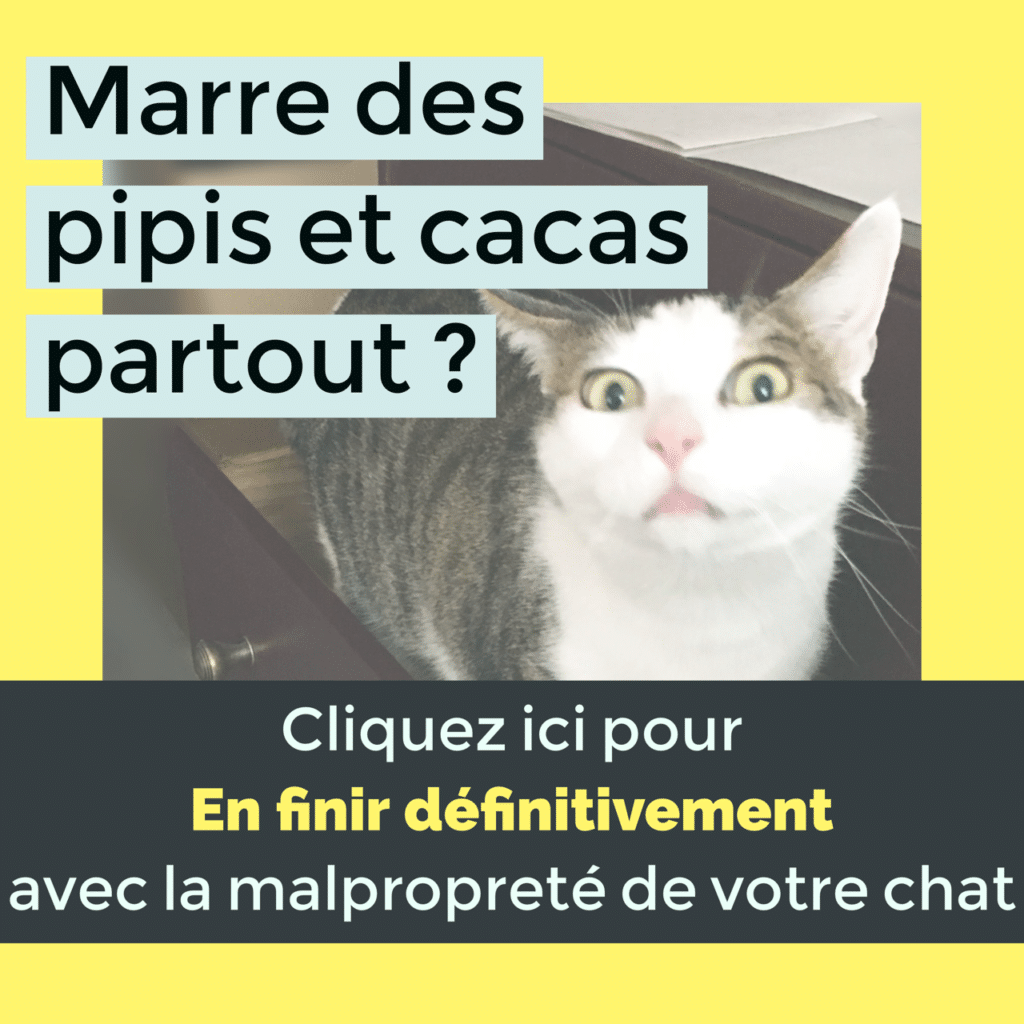 https://www.absolumentchats.com/wp-content/uploads/2017/12/en-finir-avec-la-malproprete-de-votre-chat-chat-fait-pipi-partout-absolument-chats-comportement-felin-1024x1024.png