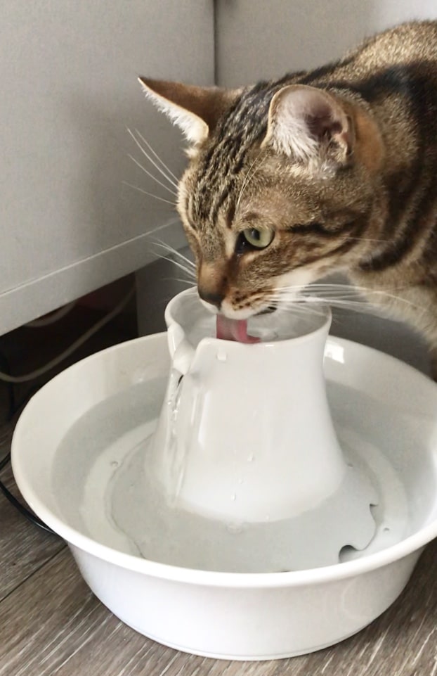 fontaine a eau pour chat drinkwell avalon petsafe